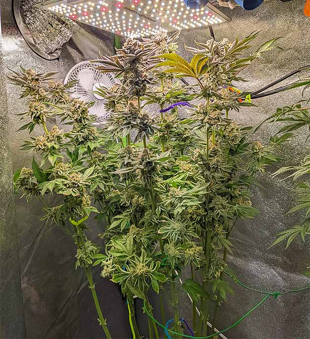 Подготовка к харвесту конопли Blue Gelato 41 Гроурепорт сорта Blue Gelato 41