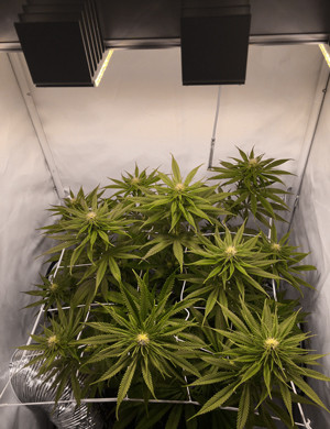 Использование сетки ScrOG ScrOG сетка