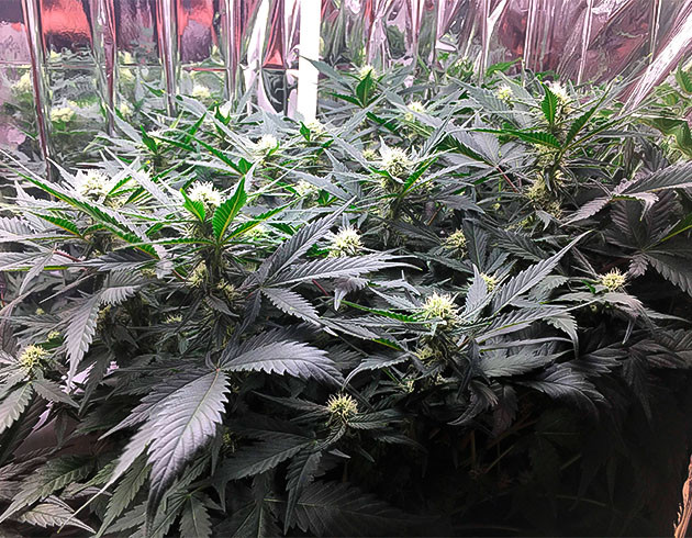 Вегетация конопли на 8 неделе выращивания Gelato Auto ростом 45 см