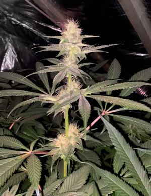 Световой стресс на 11 неделе Кола вытянутая близко к лампе