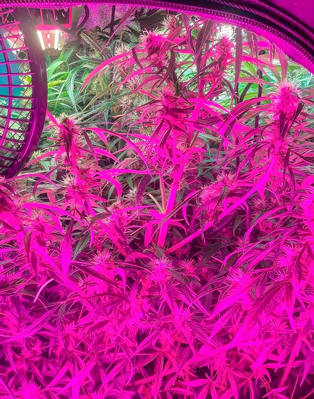 Ошибки роста конопли, борьба за урожай 9 неделя выращивания марихуаны