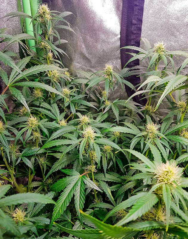 Стимуляция цветения куста Skywalker Haze Перевод на цветение куста Skywalker Haze