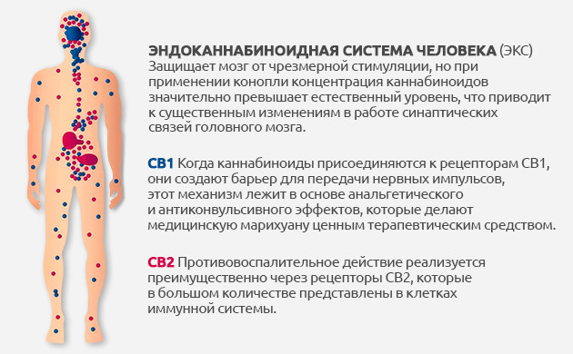 Эндоканнабиноидная система: как каннабиноиды влияют на мозг и организм Физиологическое воздействие марихуаны на память