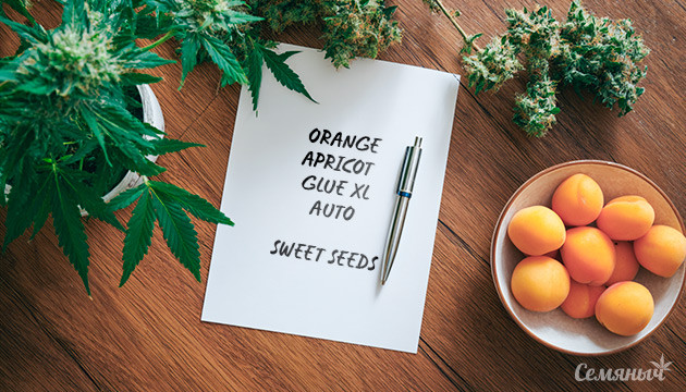 Выращивание сорта марихуаны Orange Apricot Glue XL Auto от Sweet Seeds Гроурепорт сорта Orange Apricot Glue XL Auto от Sweet Seeds