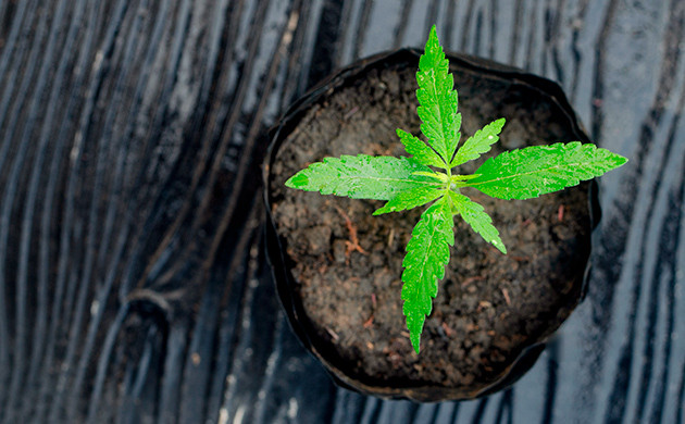 Способы выращивания каннабиса в ауте Способы выращивания конопли в аутдоре