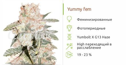Сорт конопли Yummy Yummy fem (Resin Seeds)