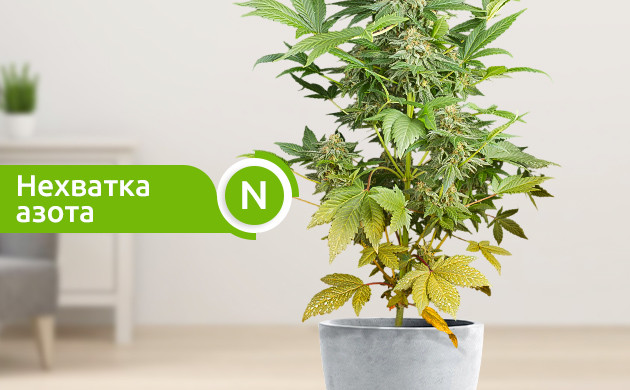 Недостаток азота у конопли Желтые нижние яруса конопли из-за нехватки азота