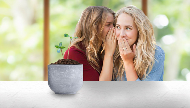 Рассказывать о выращивании марихуаны Не болтать