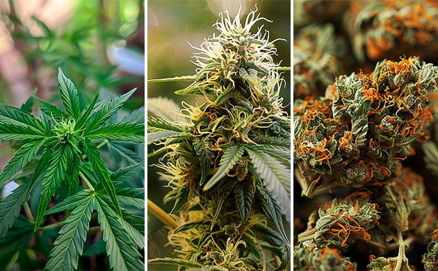 Вегетация и цветение сенсемильи Стадии роста сенсимильи