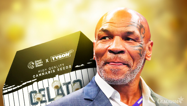 Royal Queen Seeds и TYSON 2.0 Коллекция семян конопли от Майка Тайсона на RQS