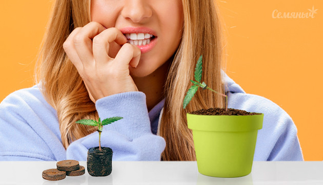 Повреждение ростка при пересадки Сломанный росток конопли