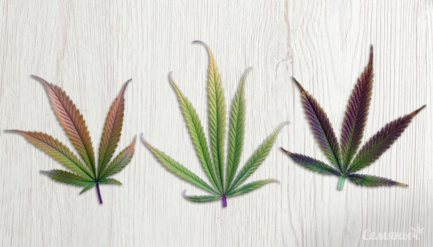 Разновидности конопли Виды марихуаны и их действие