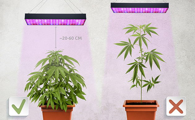 Освещение конопли в индоре Расстояние от лампы до куста