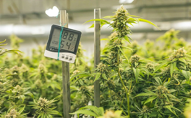 Температура для стимуляции выработки терпенов Понижение температуры для стимуляции выработки терпенов