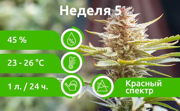 Пятая неделя: Цветение Неделя 5: Начало цветения