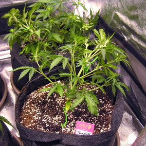 Ипользование техники LST Три куста после техники LST