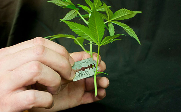 Высадка клонов конопли Подготовка и высадка клонов