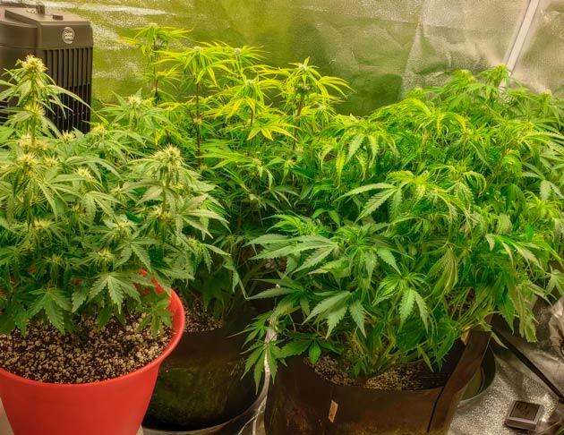 Покупка большого гроубокса и осушителя воздуха Кусты Northern Lights 10 of 10 от Seedkeepers на 7 неделе