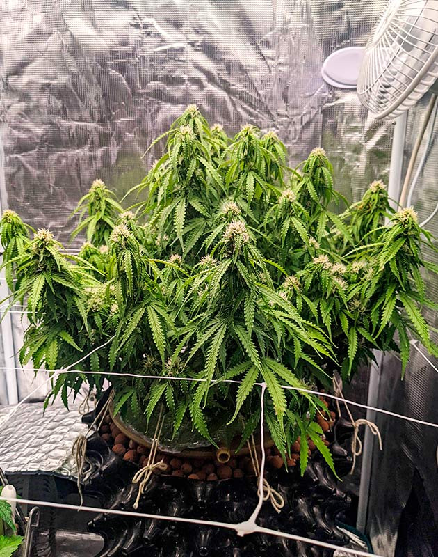 Тренировка растения Gorilla Glue Auto Подготовка куста Gorilla Glue Auto к цветению