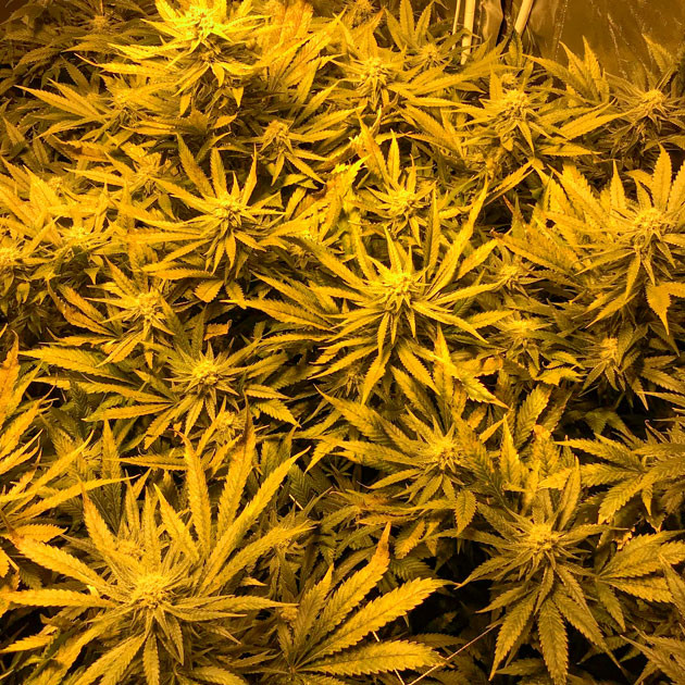 Промывка кустов конопли Световой ожог на листьях каннабиса