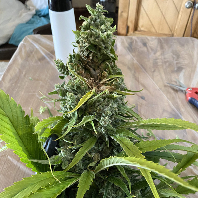 Поражение шишки гнилью Срезанная шишка с гнилью