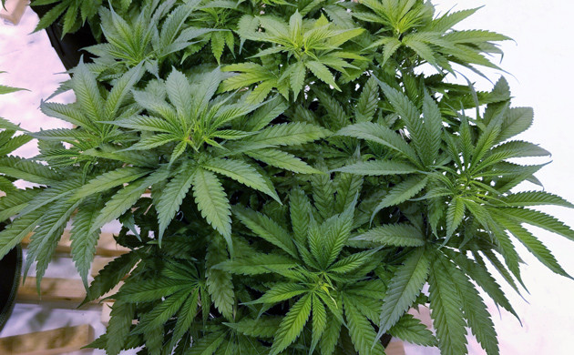 Желтые листья на конопле 9 неделя гровинга сорта конопли Amherst Sour Diesel