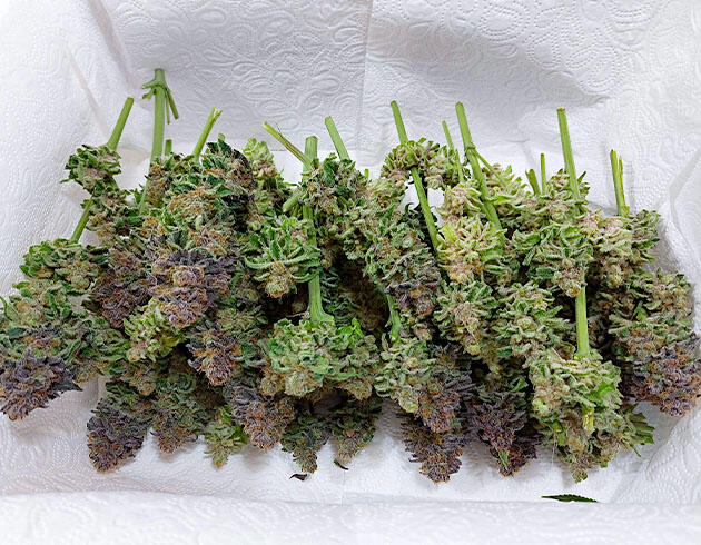 Харвест марихуаны Собранные шишки конопли