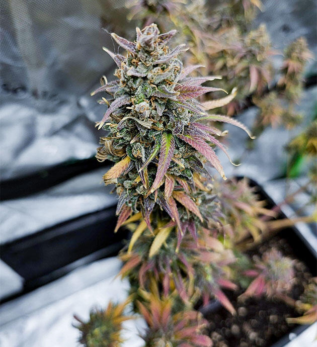 Аромат спелых яблок и карамели Куст Apple Betty на последней неделе