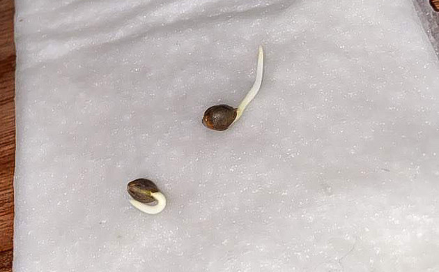 Здоровые корешки и ростки Vanilla Frosting Первые шаги роста Vanilla Frosting