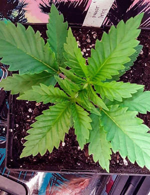 Начало подкормки на второй неделе Развивающаяся растишка на второй неделе вегетации