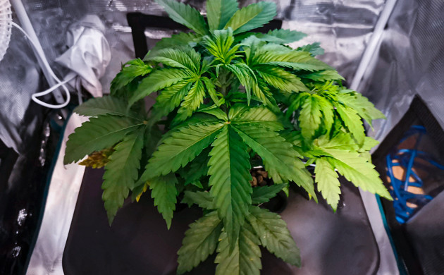 Проблемы с коричневыми пятнами на листьях конопли Пятна на листьях на 3 неделе выращивания