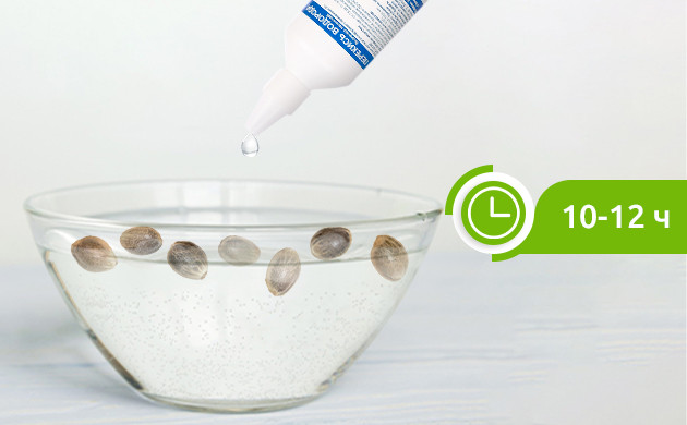 Замачивание семян в воде Семена в воде на 10-12 ч