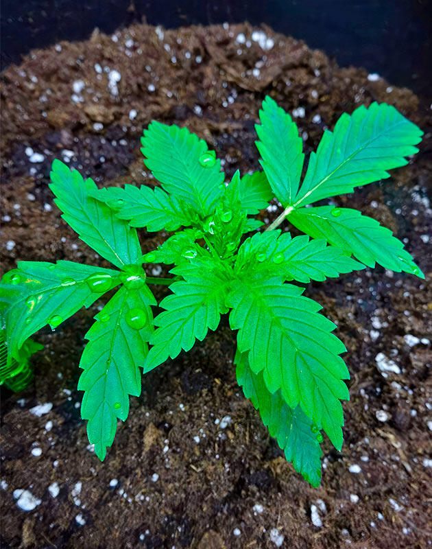 Третья неделя: успешная пересадка и активный старт роста Куст каннабиса в новом тканевом горшке после обильного полива