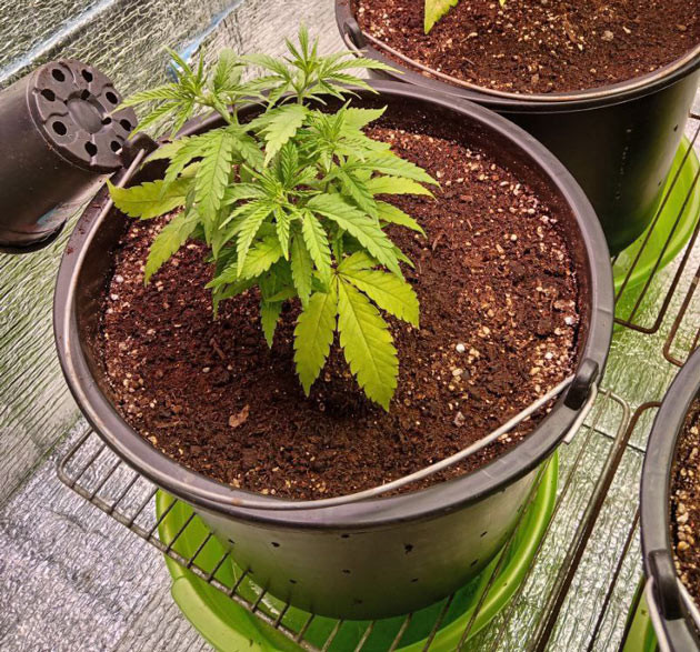 Пересадка марихуаны в основной бокс Появление желтых листьев у конопли