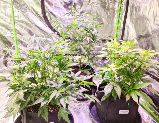 LST и развитие структуры Признаки предцвета у Banana Purple Punch Auto