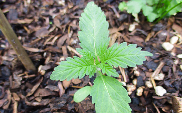 Третья неделя роста Росток на третьей неделе