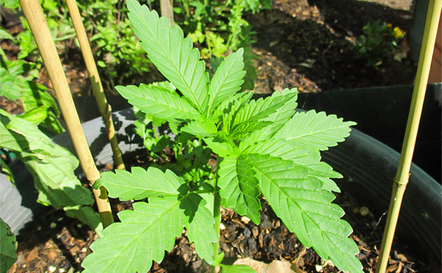 Четвертая неделя вегетации Росток конопли под солнечными лучами