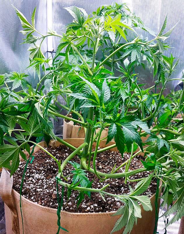 Интенсивная дефолиация и смена режима освещения Куст Gorilla Glue #4 на 5 неделе выращивания