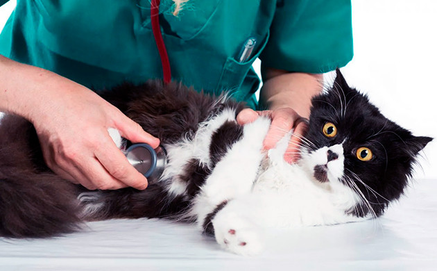 Профессиональная помощь животному Осмотр питомца ветеринаром