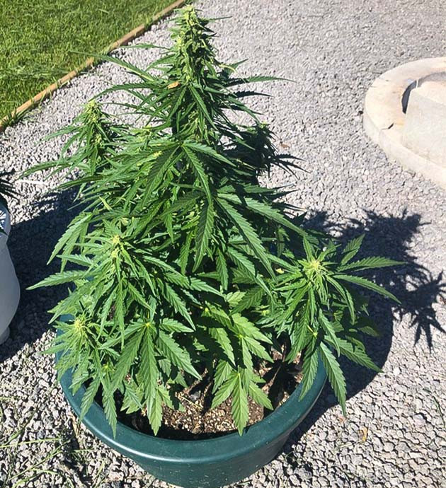 Стимуляция цветения куста Original Jack Herer Auto Перевод на цветение куста Original Jack Herer Auto