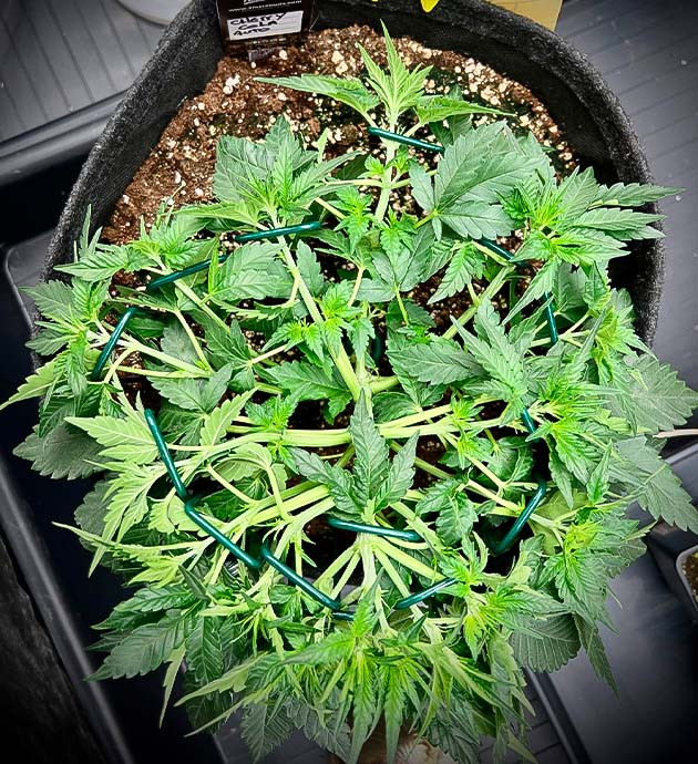 Дефолиация и мейн лининг Куст Cherry Cola Auto от FastBuds на стадии вегетации