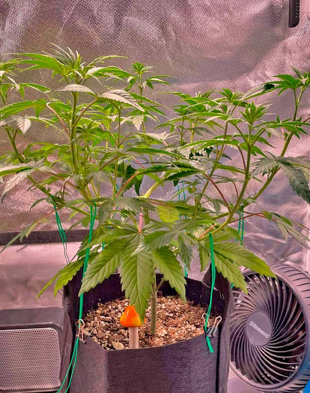 Изменения в рационе удобрений Растишка White Wedding RBX от Ethos Genetics на 7 неделе