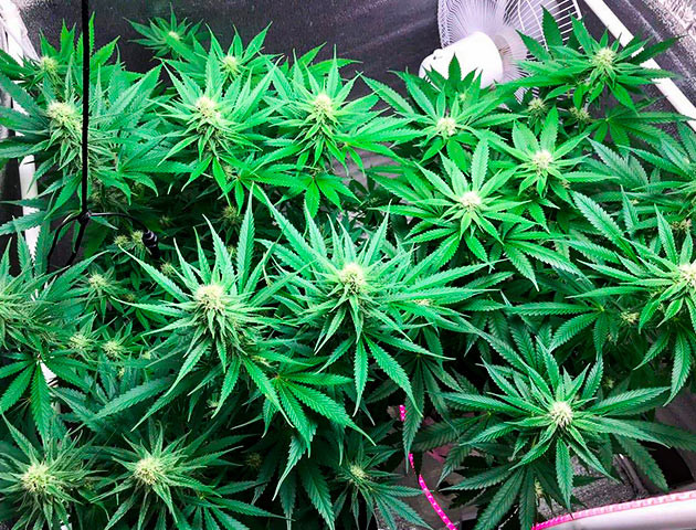 Цветение куста LSD Куст LSD на цветении