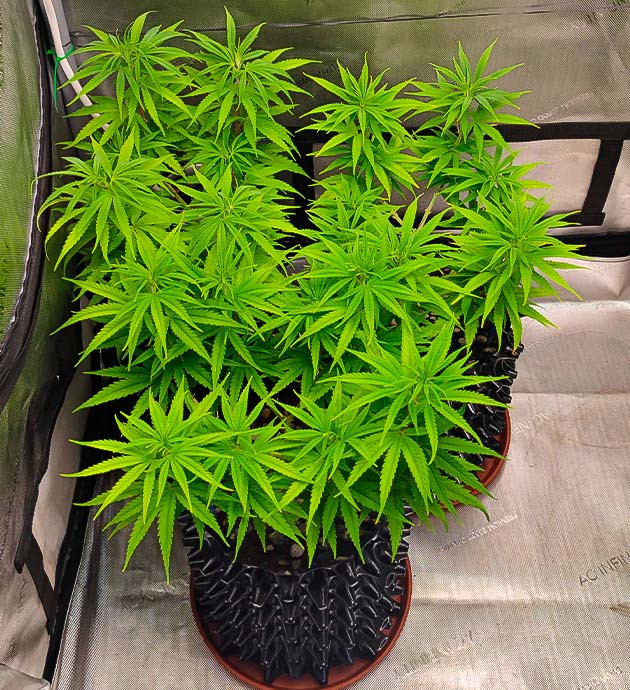 Развитие каннабиса Куст Godzilla Original Glue GG#4 на 8-9 неделе выращивания