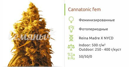 Сорт конопли Cannatonic Cannatonic fem (Resin Seeds)