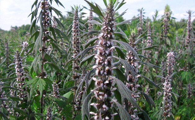 Растение пустырник пятилопастный Пустырник пятилопастный