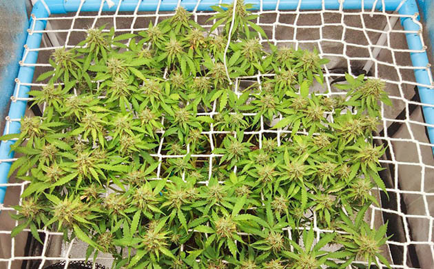 Формирование кроны с помощью сетки ScrOG Метод ScrOG на этапе цветения