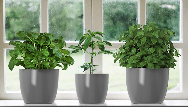 Создание микроэкосистемы с помощью растений Гильдия растений