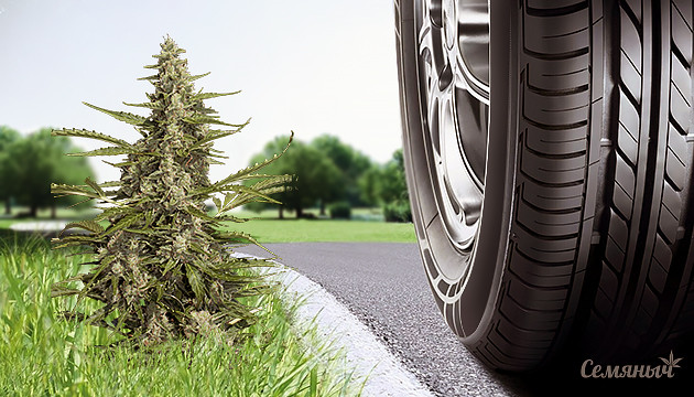 Низкорослые авоцветы Самые низкие автоцветущие сорта