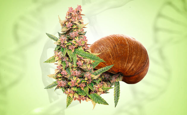 Долгоцветущий сорт Медленная конопля